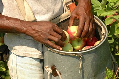 man holding a basket of apples